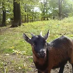 In Harz With 1 Bedroom *