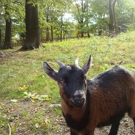 In Harz With 1 Bedroom *